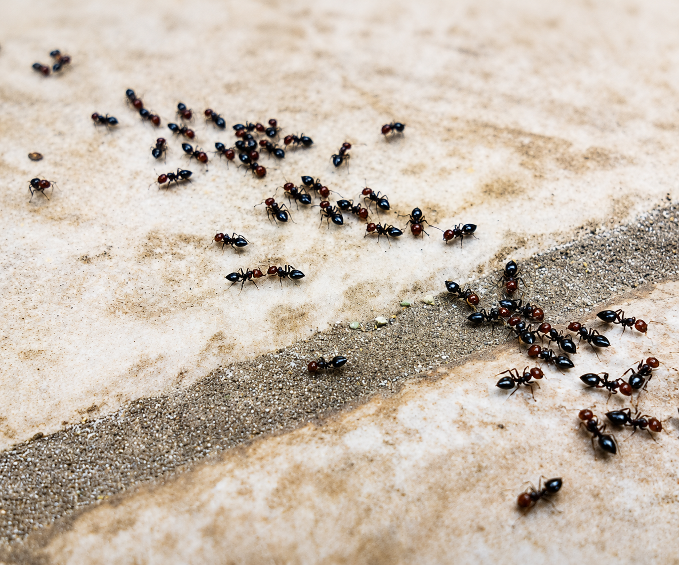 Ants — Ant Control, Atlas Pest Connect