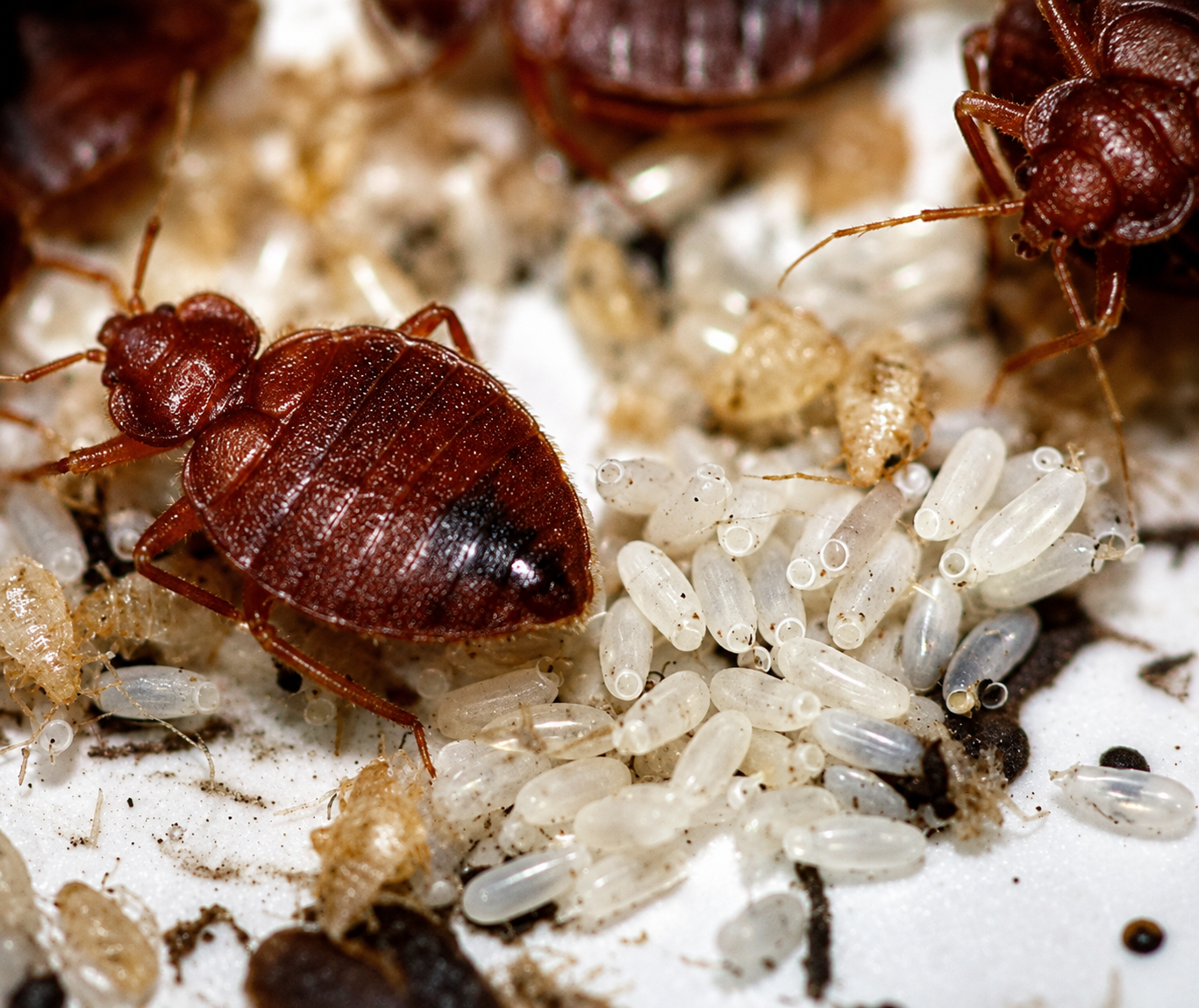 Bed Bugs — Bed Bug Treatment, Atlas Pest Connect