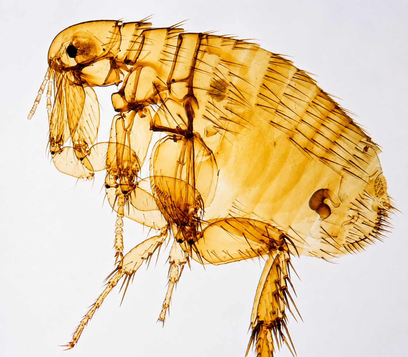 Fleas — Flea Treatment, Atlas Pest Connect
