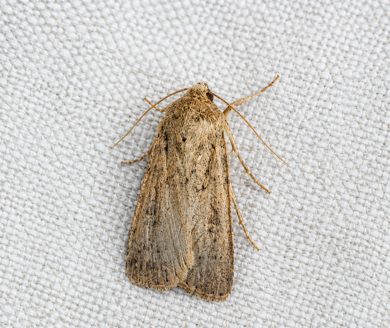 Moths — Moth Treatment, Atlas Pest Connect