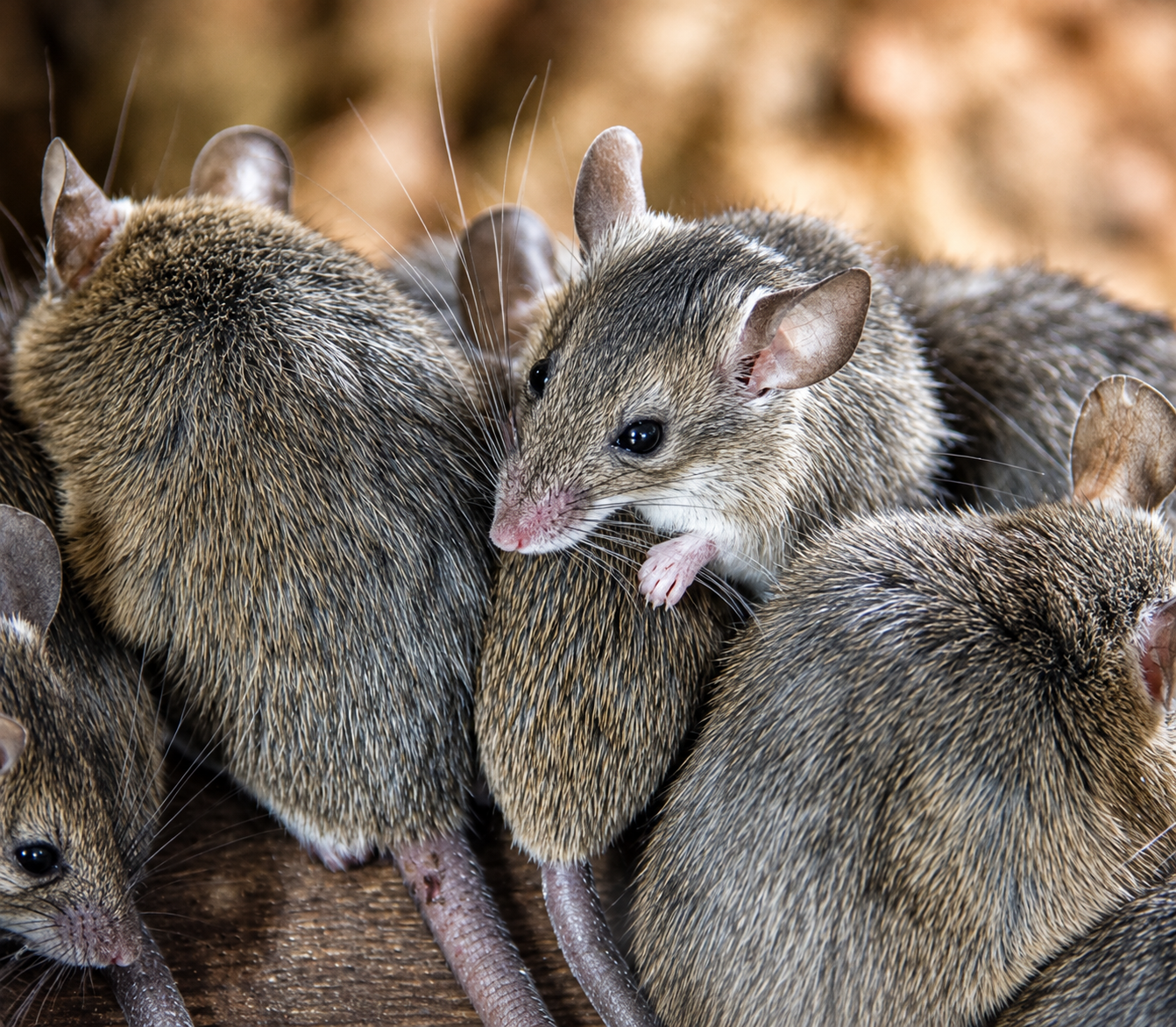 Mice — Mouse Control, Atlas Pest Connect