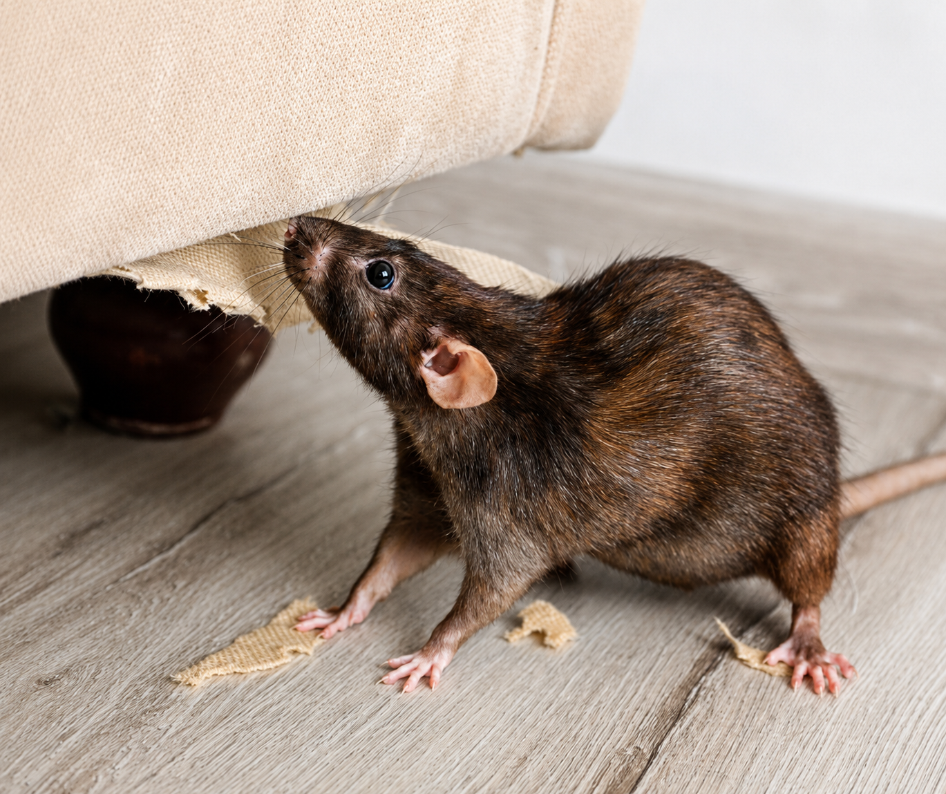 Rats — Rat Control, Atlas Pest Connect