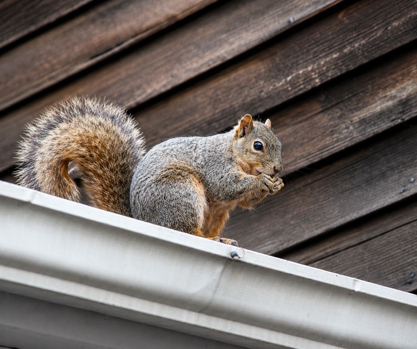 Squirrels — Squirrel Control, Atlas Pest Connect