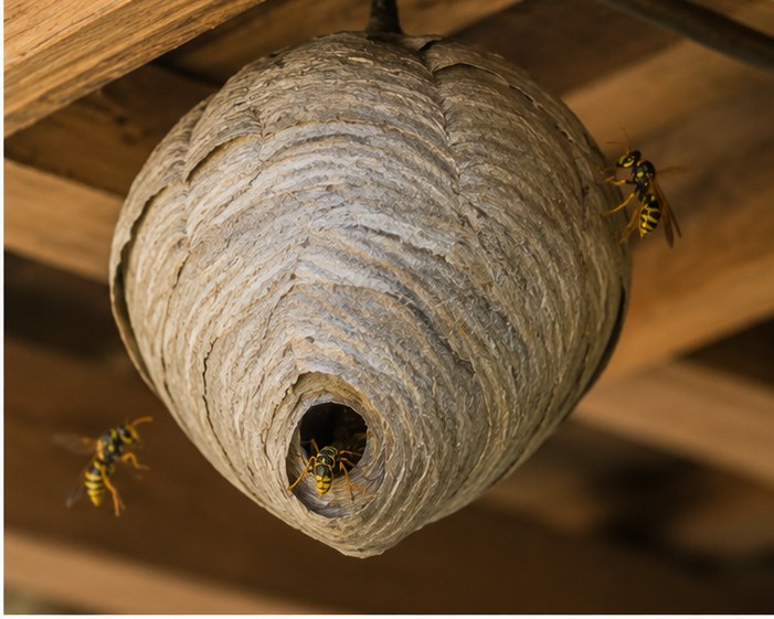 Wasp Control - Atlas Pest Connect St Albans