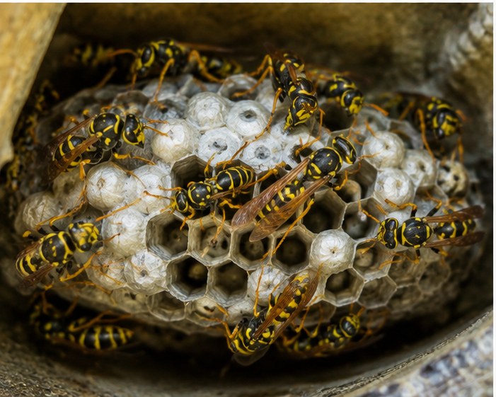 Wasp Control - Atlas Pest Connect St Albans